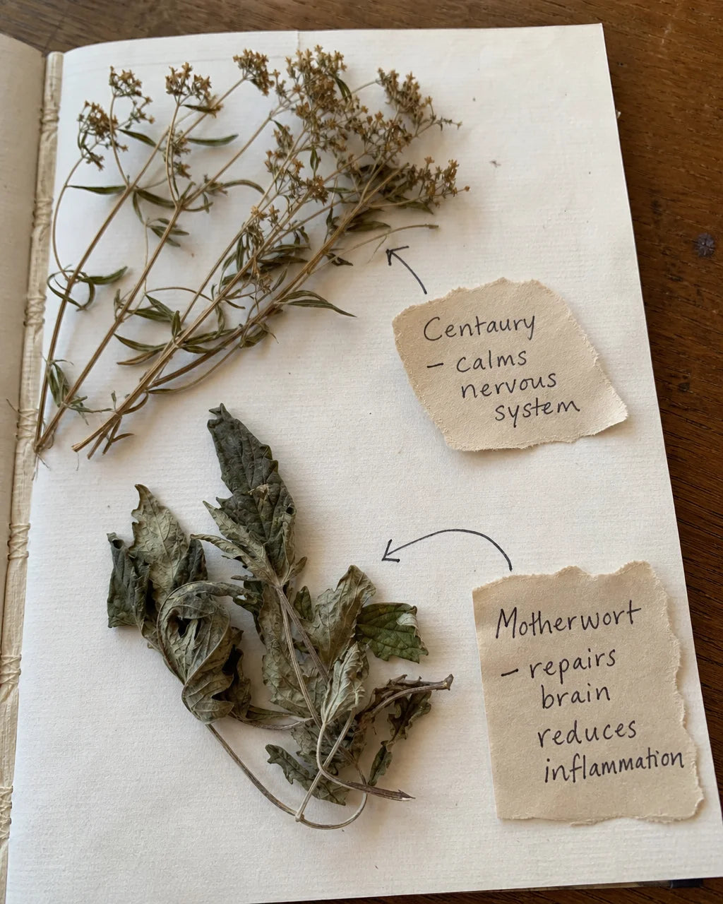 Centaury and Motherwort herbs with handwritten mechanism labels