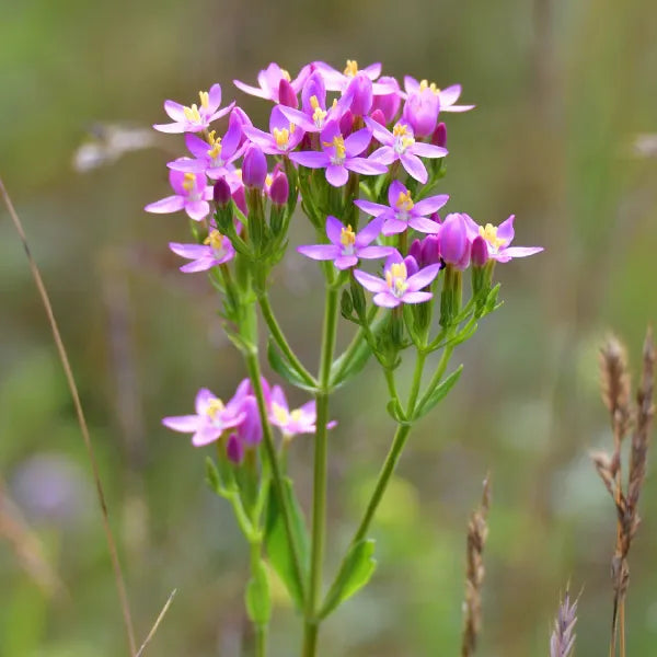 Centaury Extract