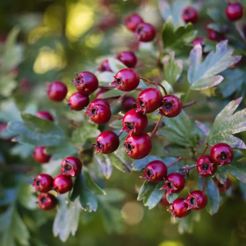 Hawthorn Berry