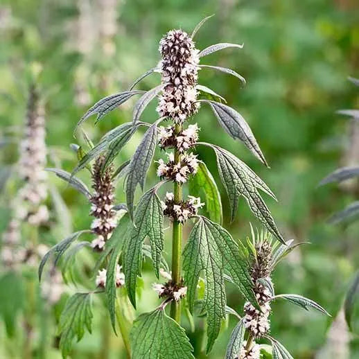 Motherwort Extract