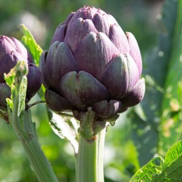 Artichoke Extract